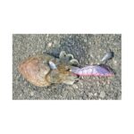 YO-ZURI EGI BOTTOM SHRIMP COL. RAIMBOW