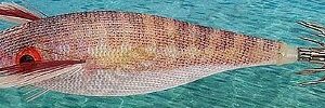 DTD SQUID JIG ULTRA KANJAC