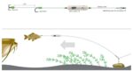 Madcat Ami Montati Adjusta Basic River Rig Livebait