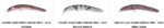 VALKEIN LEVEL ONDINE HJDRAM 100S